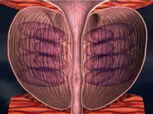 Anatomía externa de la próstata