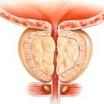 Anatomía del parénquima prostático