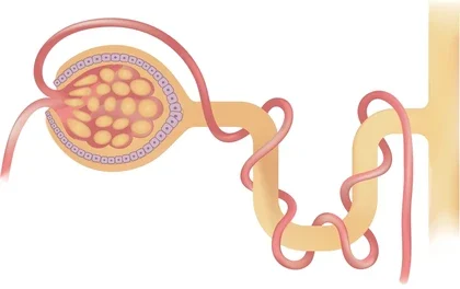 Reabsorción segmentaria de sodio