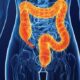 ¿Qué es el colon o intestino grueso?