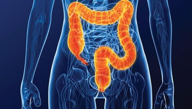 ¿Qué es el colon o intestino grueso?