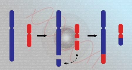 ¿Qué son las translocaciones cromosómicas?