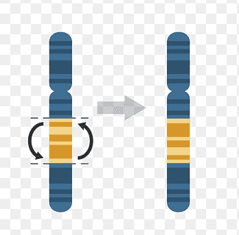 ¿Qué es la inversión cromosómica?