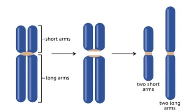 ¿Qué son los isocromosomas?
