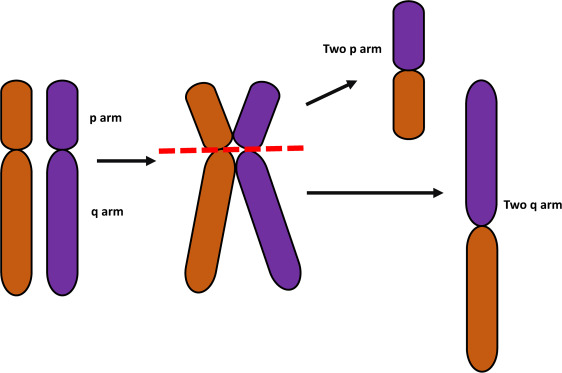 ¿Qué son los isocromosomas?