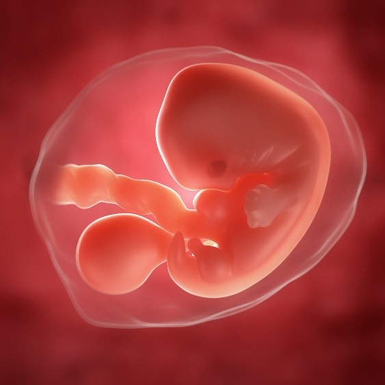 ¿Qué es el Injerto de tejido fetal?