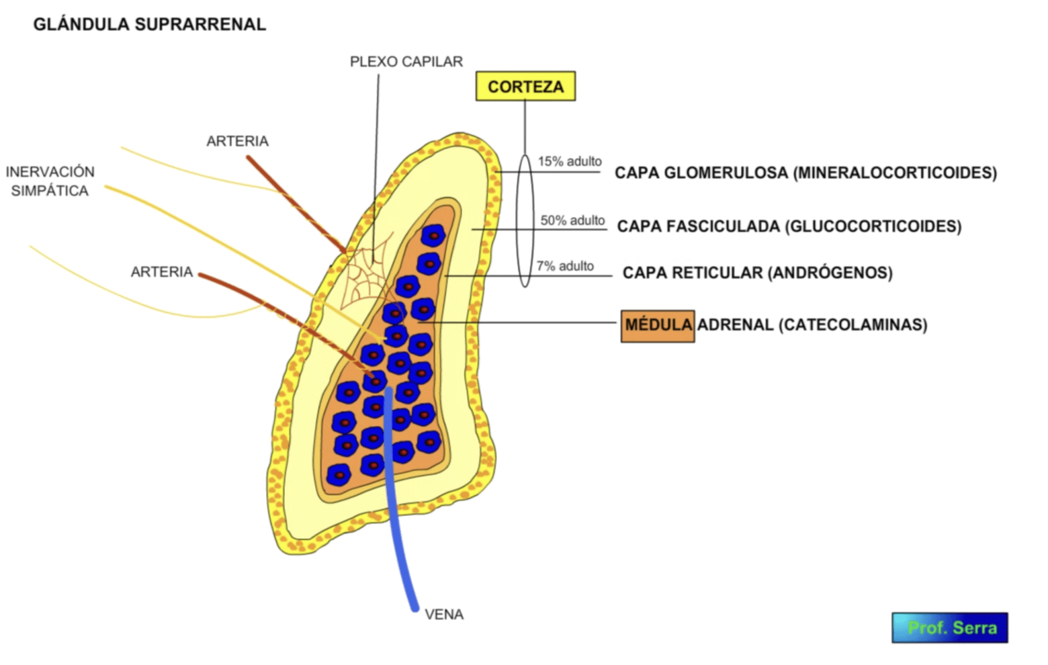La Médula suprarrenal es un caso especial de inervación La Médula suprarrenal es un caso especial de inervación