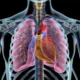 ¿Dónde se encuentran los pulmones?