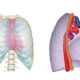 ¿Qué forma tienen los pulmones?