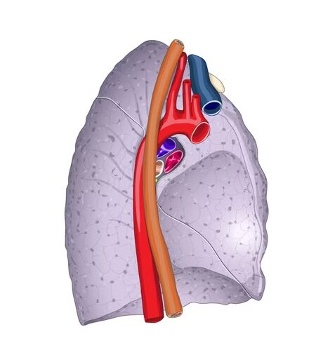 Características de la cara mediastínica del pulmón