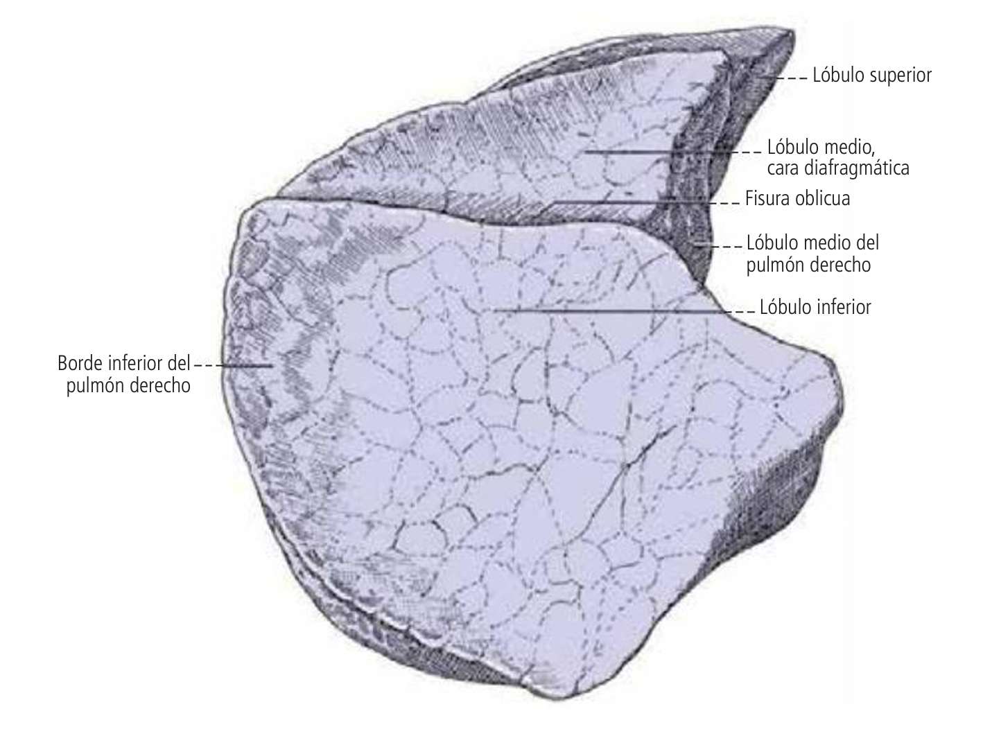 Bordes anatómicos del Pulmón