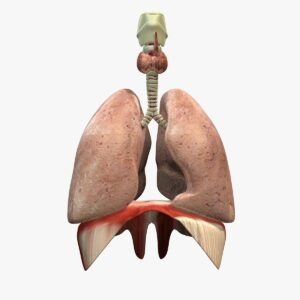 Características de la cara diafragmática del pulmón