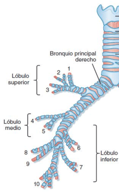 Origen del bronquio principal derecho