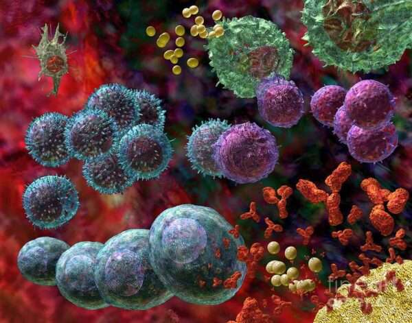 ¿Cuáles son las células presentadoras de antígenos?