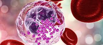 ¿Qué células son los precursores de los macrófagos?