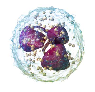 El neutrófilo responde primero a las lesiones e infecciones