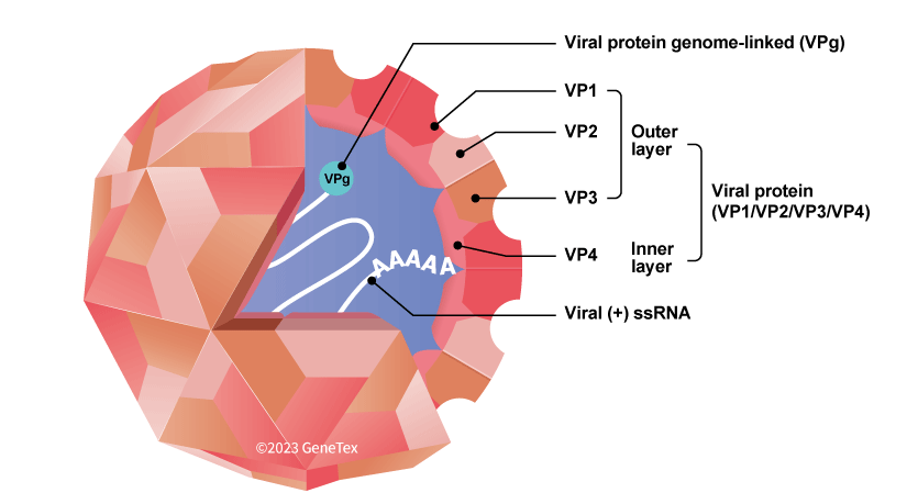Síndromes asociados a enterovirus 71