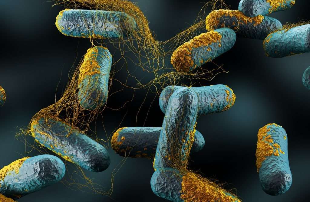 ¿Qué son las infecciones anaeróbicas?