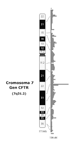 ¿Qué causa la fibrosis quística?