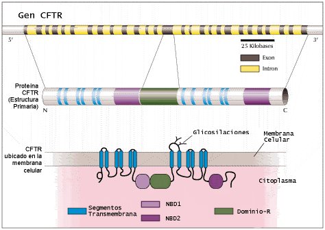 ¿Qué causa la fibrosis quística?