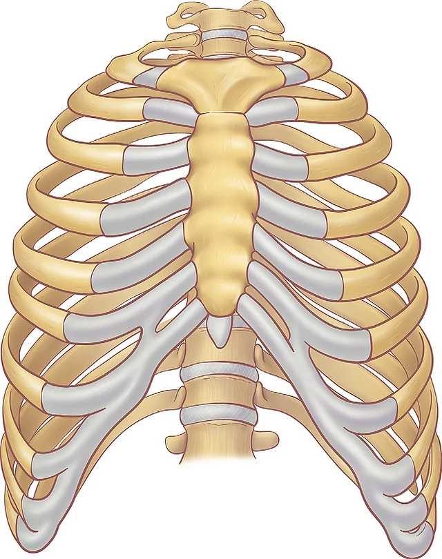 ¿Qué es la caja torácica?