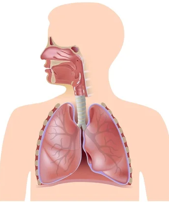 ¿Cuál es la función del sistema respiratorio?