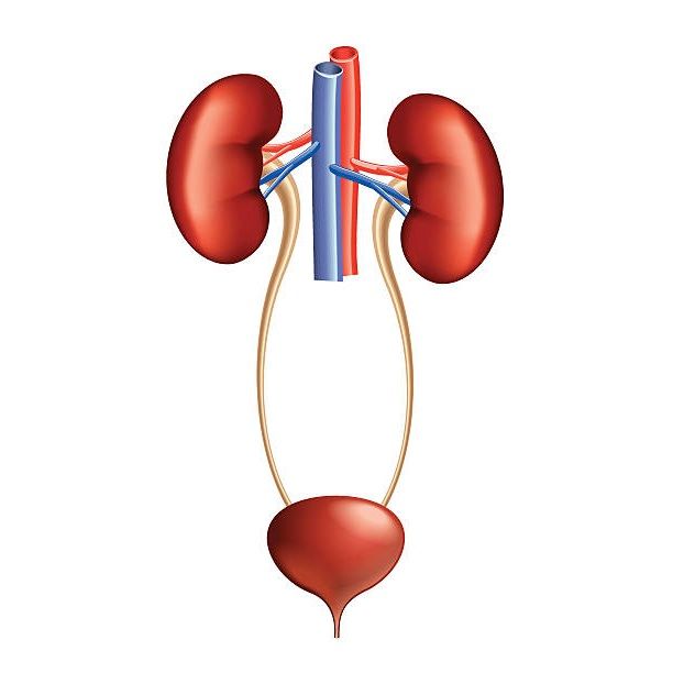 ¿Cuál es la función del sistema urinario?