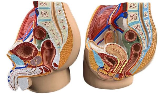 Sistema genital masculino y femenino