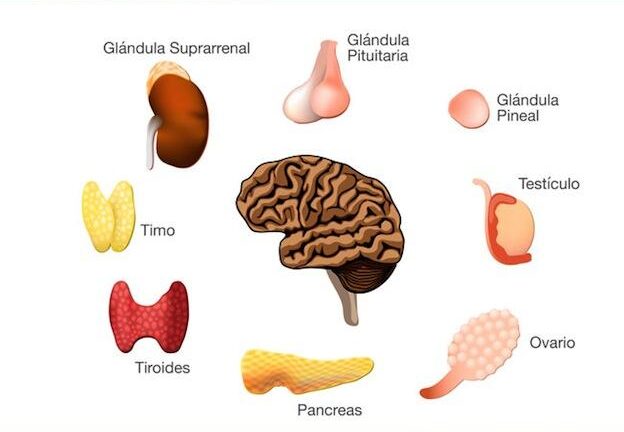¿Qué es el sistema endocrino?