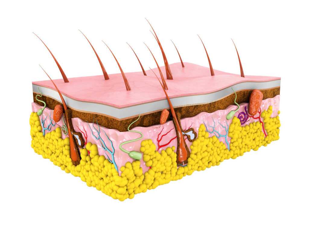 ¿Cómo está integrado el sistema tegumentario?