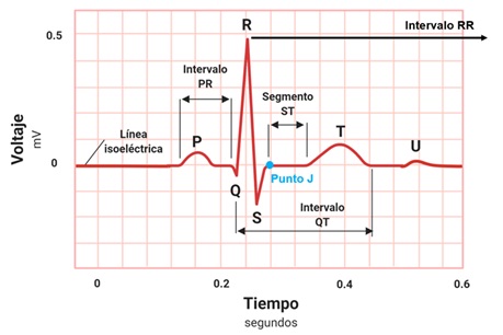 ¿Qué es la línea basal del electrocardiograma?