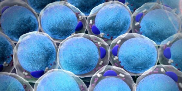 Las células son entidades dinámicas