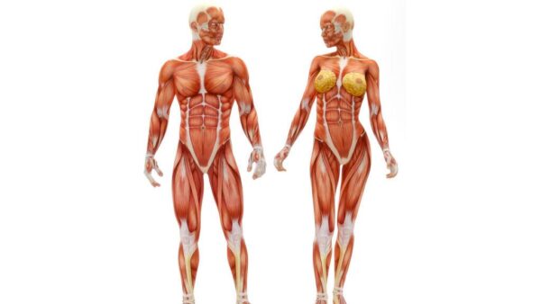 ¿Qué son los músculos?