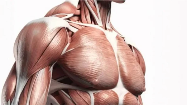 Músculos superficiales y músculos profundos