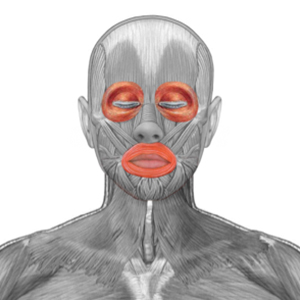 ¿Cuáles son los músculos anulares?