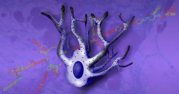 Los melanomas tienen mutaciones genéticas diferentes