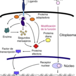 La interacción ligando y receptor activa la señalización