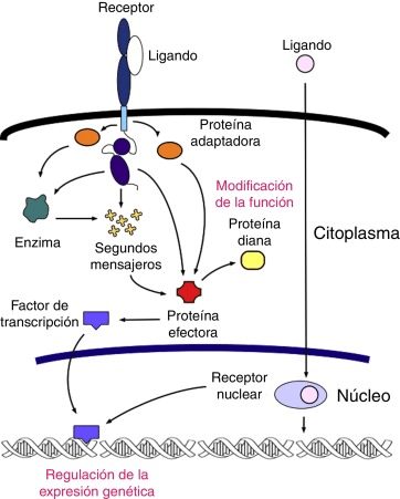 La interacción ligando y receptor activa la señalización