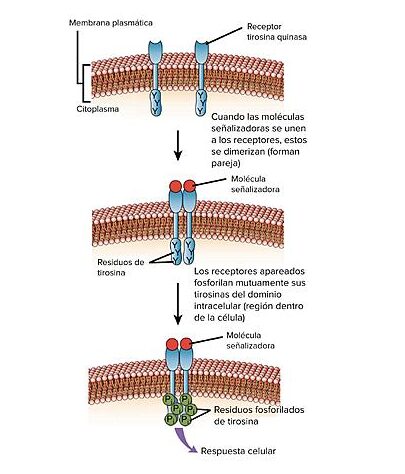 Receptores asociados a actividad cinasa