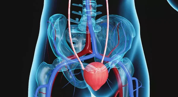 ¿Qué es la vejiga urinaria?