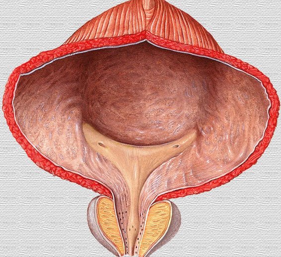 Configuración anatómica de la vejiga