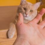 ¿Un arañazo de gato puede causar enfermedad?