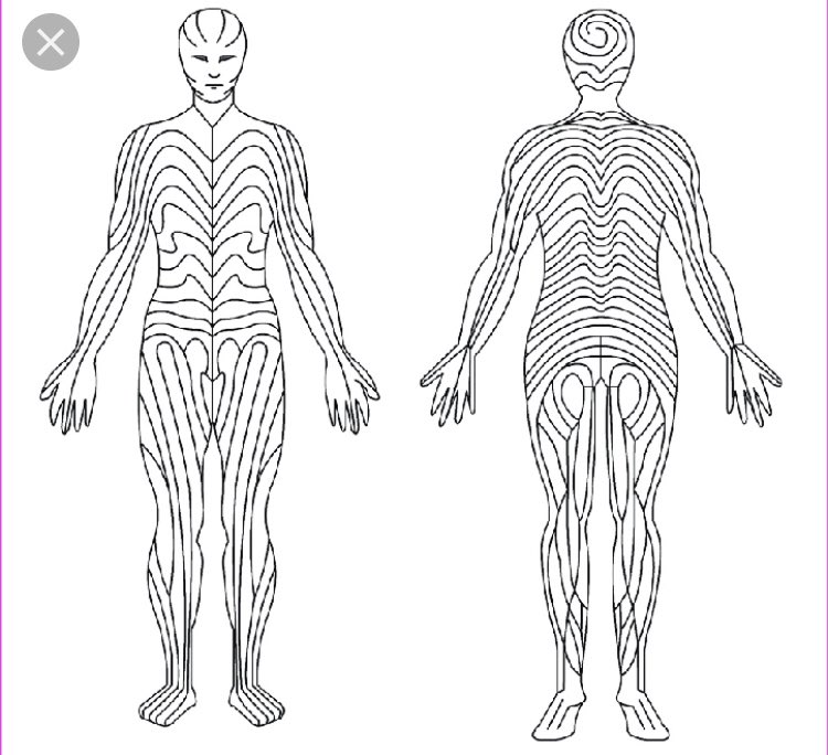 ¿Por que seguir las lineas de Langer durante una incisión?