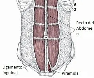 ¿Dónde se encuentran los músculos triangulares piramidales?