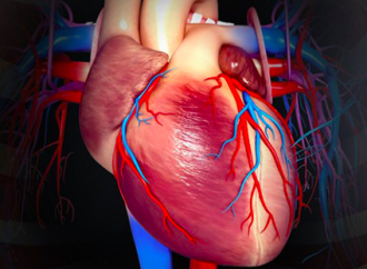 Hibernación y atonía Miocárdica