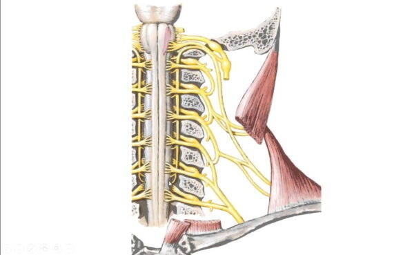 Nervio accesorio (XI)