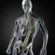 Exploración del esqueleto en el ser vivo