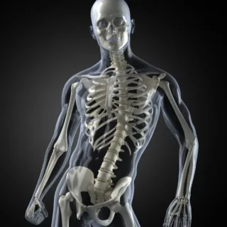 Exploración del esqueleto en el ser vivo