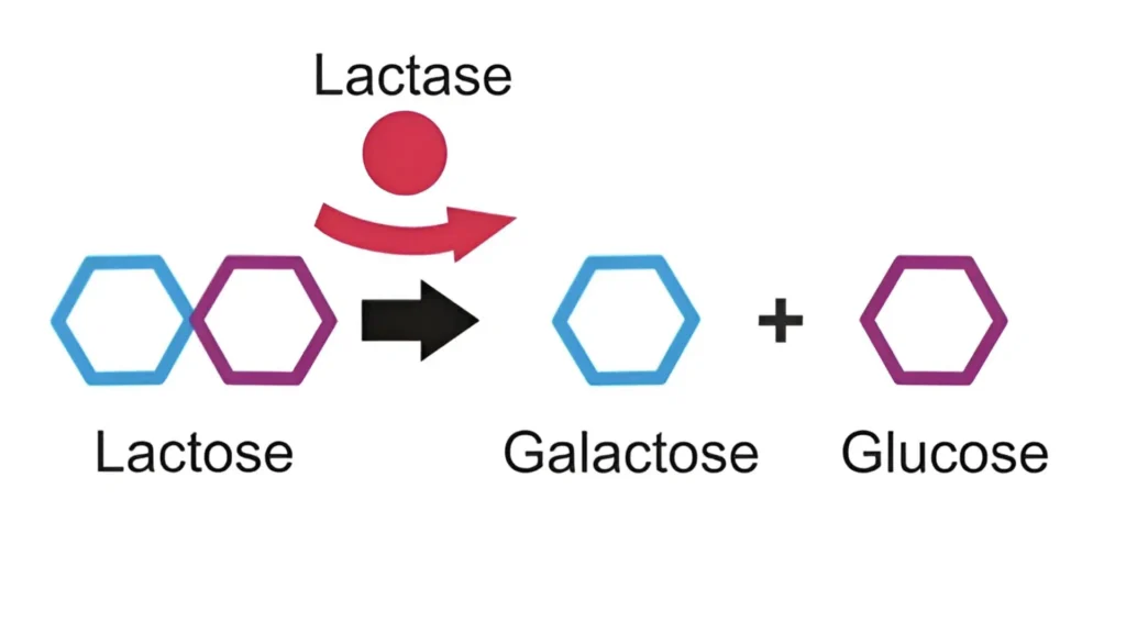 Deficiencia de lactasa