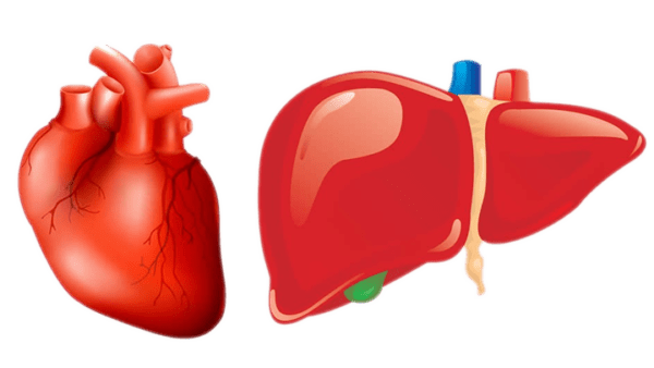 El hígado en la insuficiencia hepática